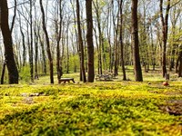 Sakarya İl Ormanı Tabiat Parkı